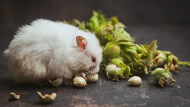 dreaming of a rat means.