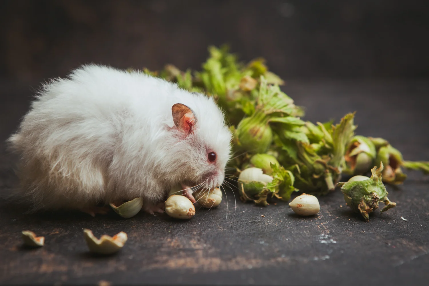dreaming of a rat means.