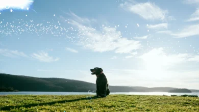 meaning of dog in the dream.