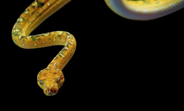 Snakes in Dreams Meaning