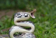 bite of snake dream meaning