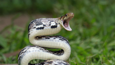 bite of snake dream meaning