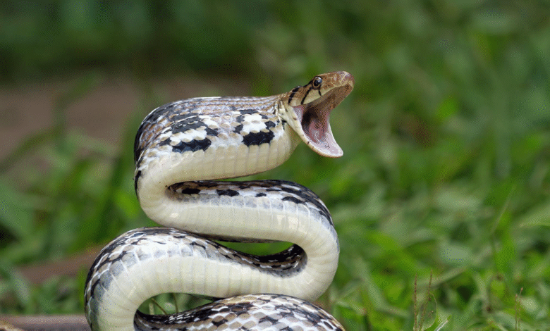 bite of snake dream meaning