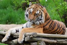 meaning of dreaming a tiger