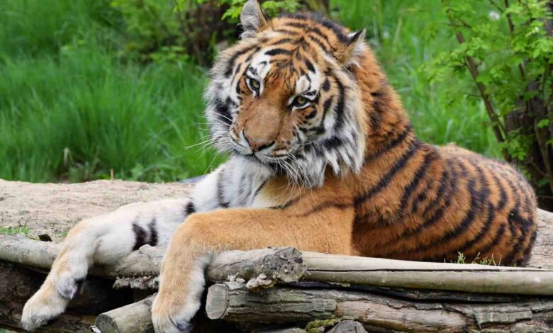 meaning of dreaming a tiger