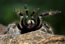 what does dreaming about spiders mean