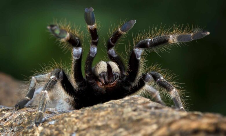 what does dreaming about spiders mean